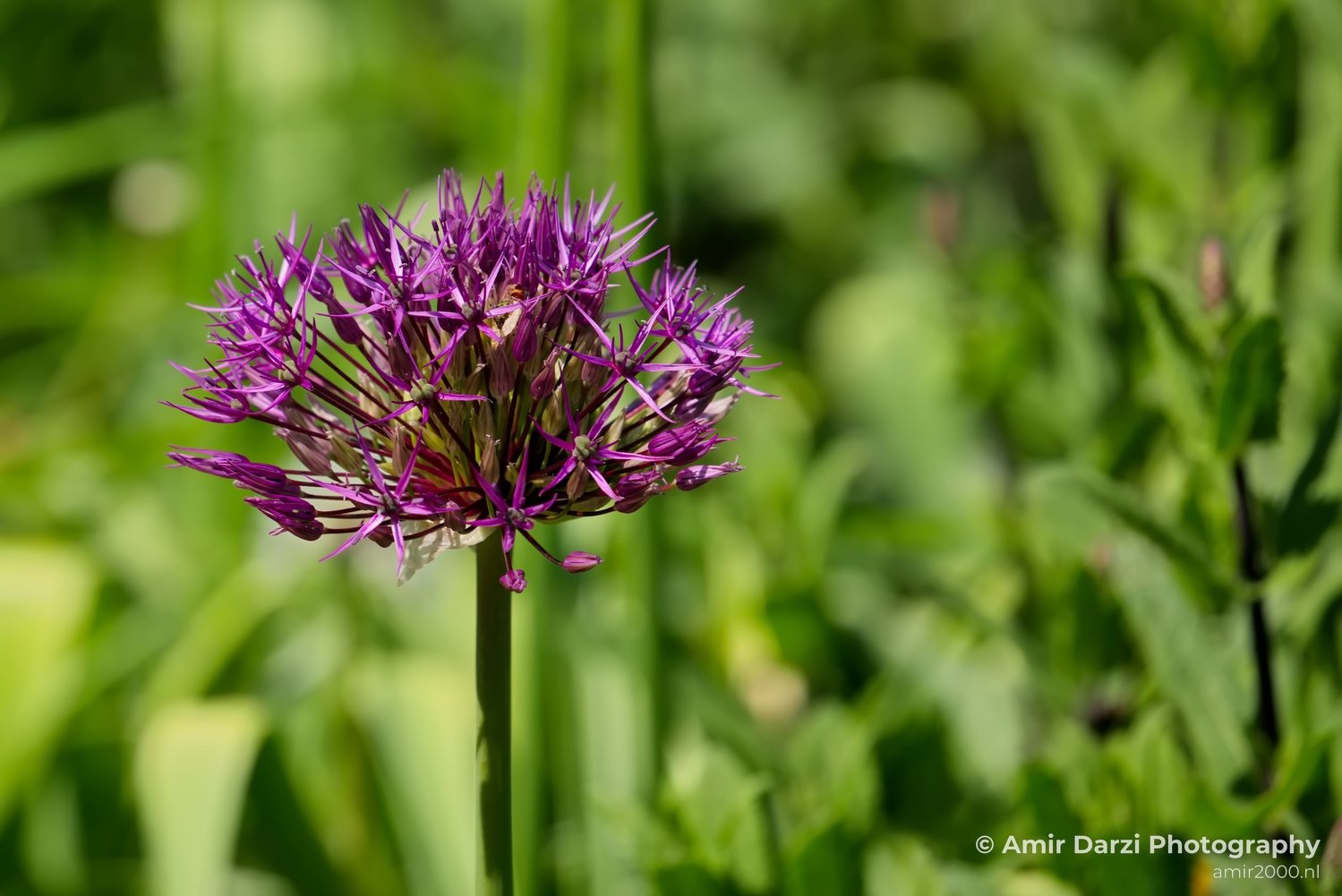 Allium macro looking at flowers nature spring in Macro Photography Photo 5