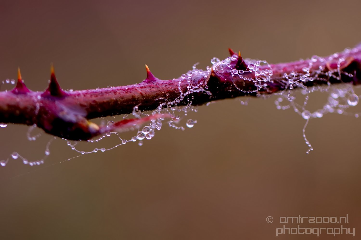 Macro dew drops droplet nature in Macro Photography Photo 16