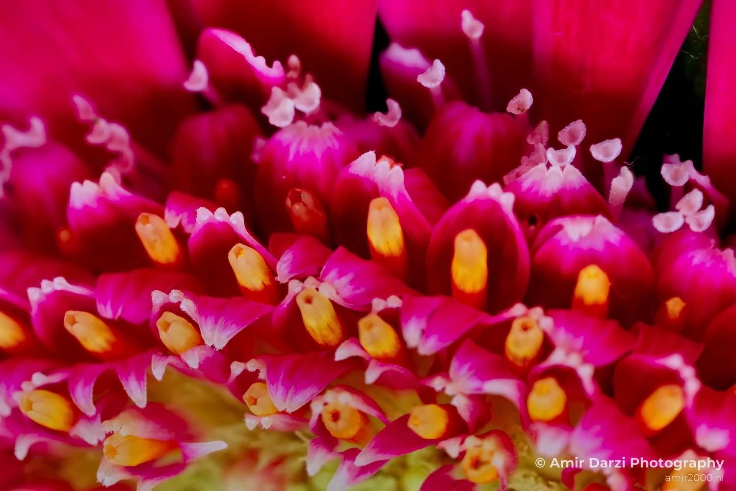 Macro looking at flowers nature in Macro Photography Photo 169