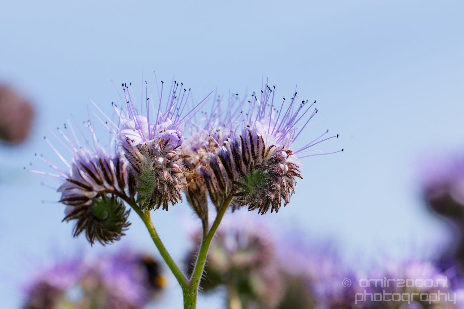 Macro looking at flowers spring nature in Macro Photography Photo 317