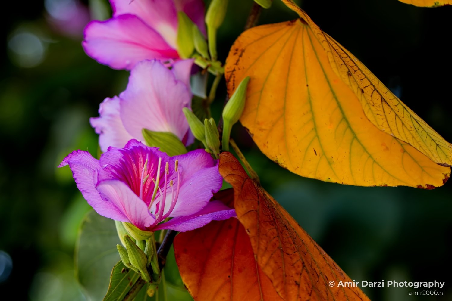 Macro looking at flowers spring nature in Macro Photography Photo 323