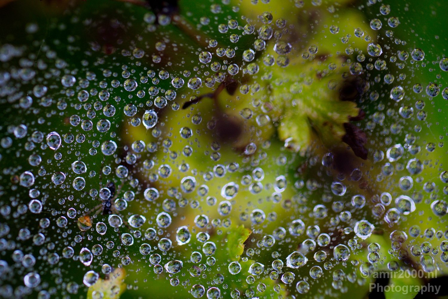 Macro rain drops droplet nature in Macro Photography Photo 1