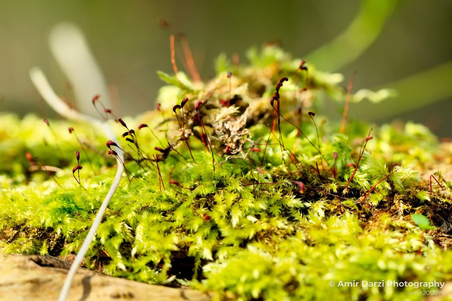 Moss Saxifrage macro looking at flowers in Macro Photography Photo 5