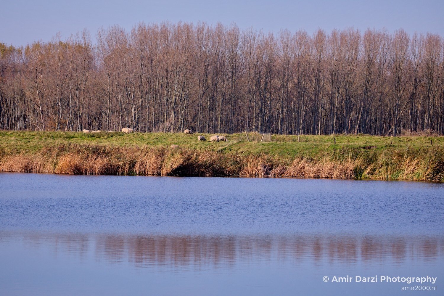 Autumn north holland landscape nature nederland in Noord-Holland Netherlands Photo 7