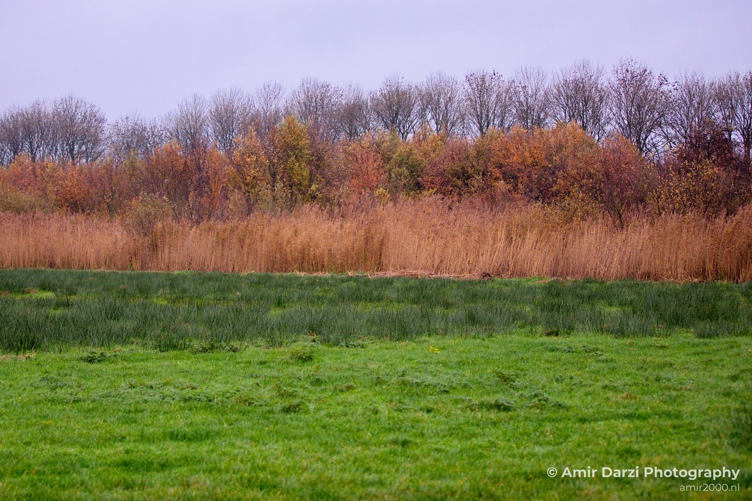 Autumn north holland landscape nature nederland in Noord-Holland Netherlands Photo 144