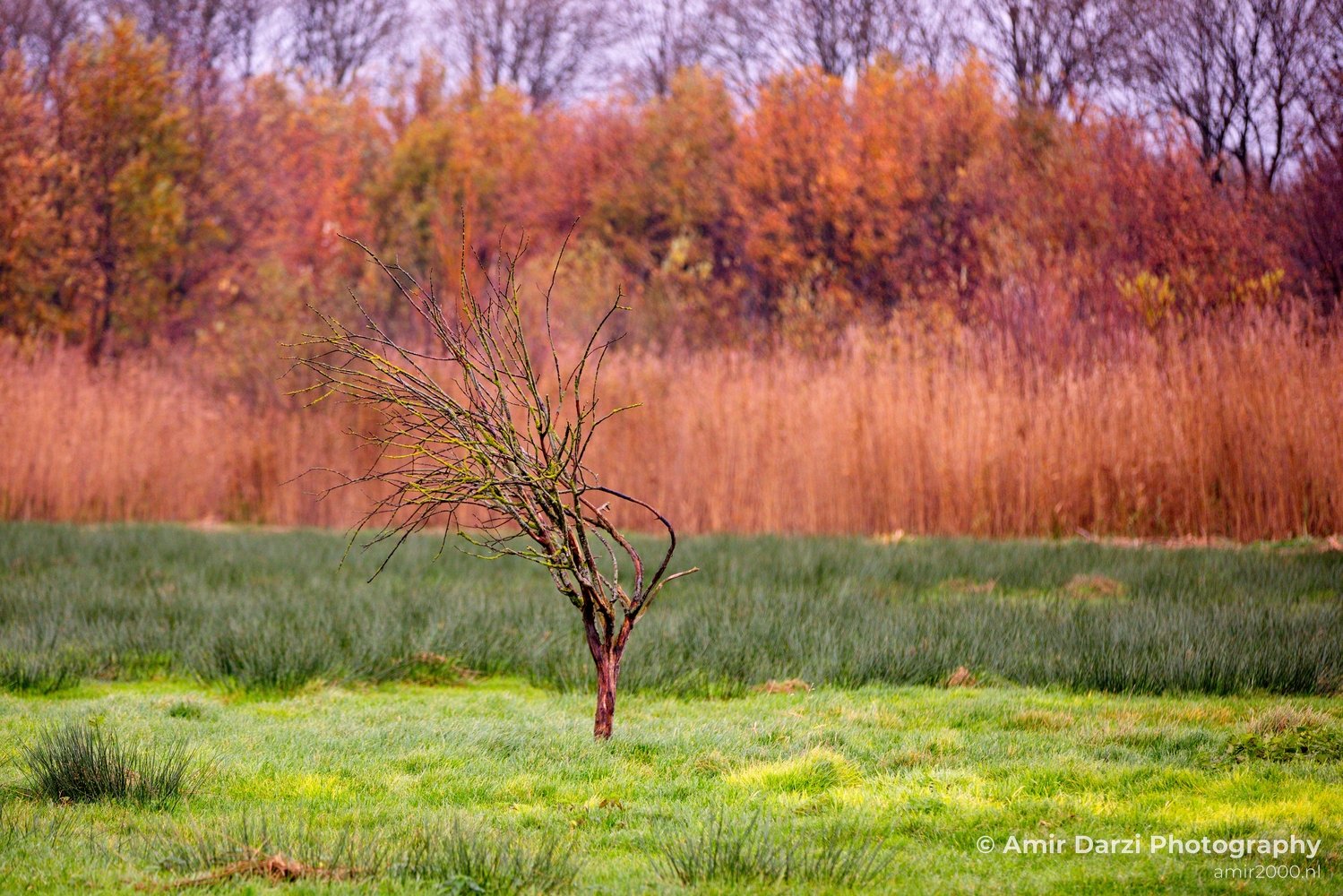 Autumn north holland landscape nature nederland in Noord-Holland Netherlands Photo 145