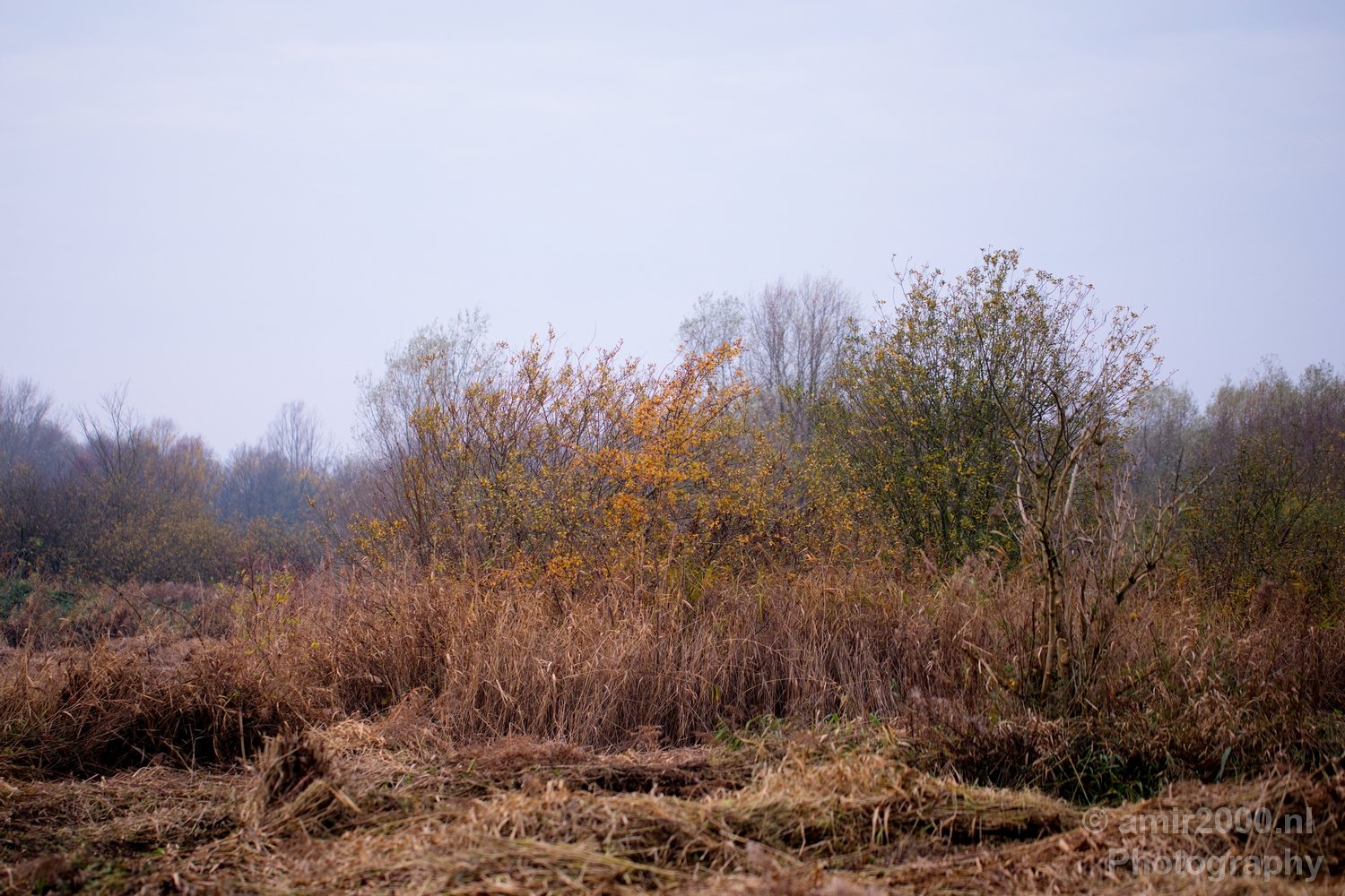 Autumn north holland landscape nature nederland in Noord-Holland Netherlands Photo 152