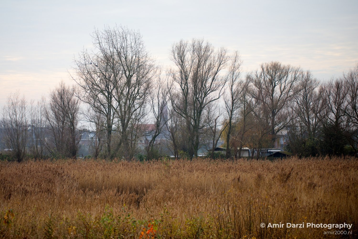 Autumn north holland landscape nature nederland in Noord-Holland Netherlands Photo 157
