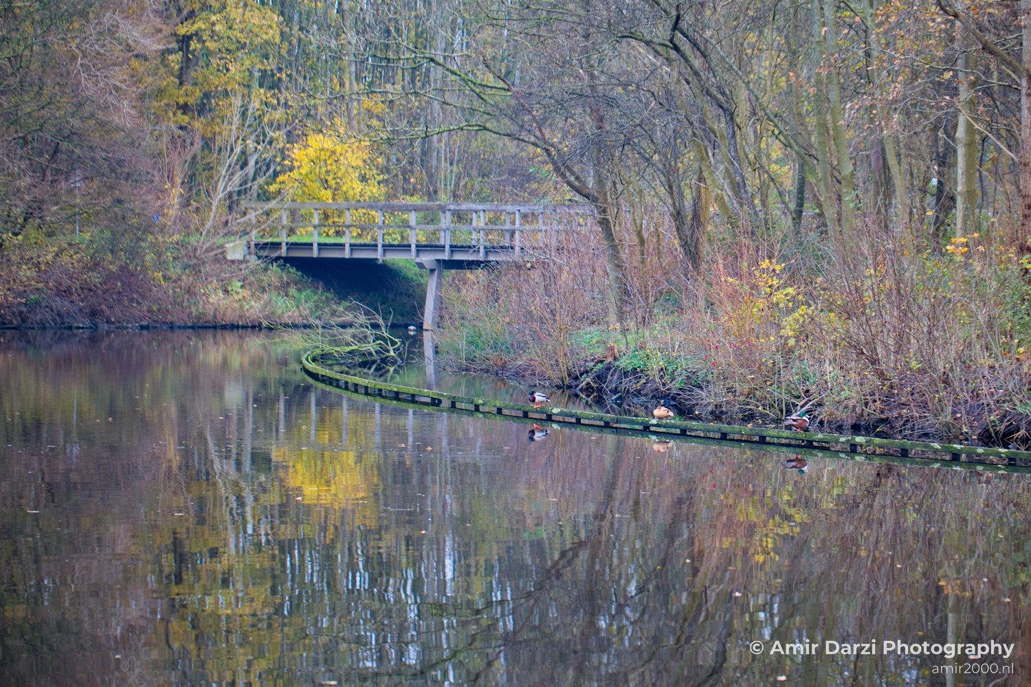 Autumn north holland landscape nature nederland in Noord-Holland Netherlands Photo 160