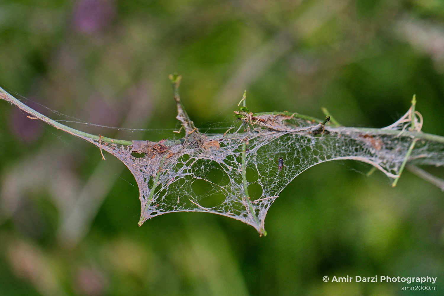 Cobweb on a plant nature macro Landscape in Macro Photography Photo 4
