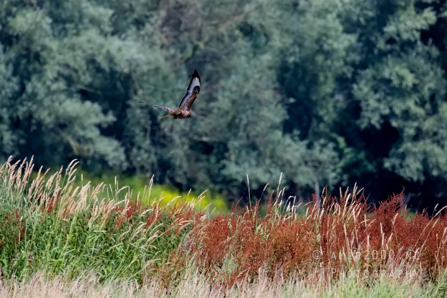 Common kestrel Torenvalk nature Landscape in Birds Photography Photo 32