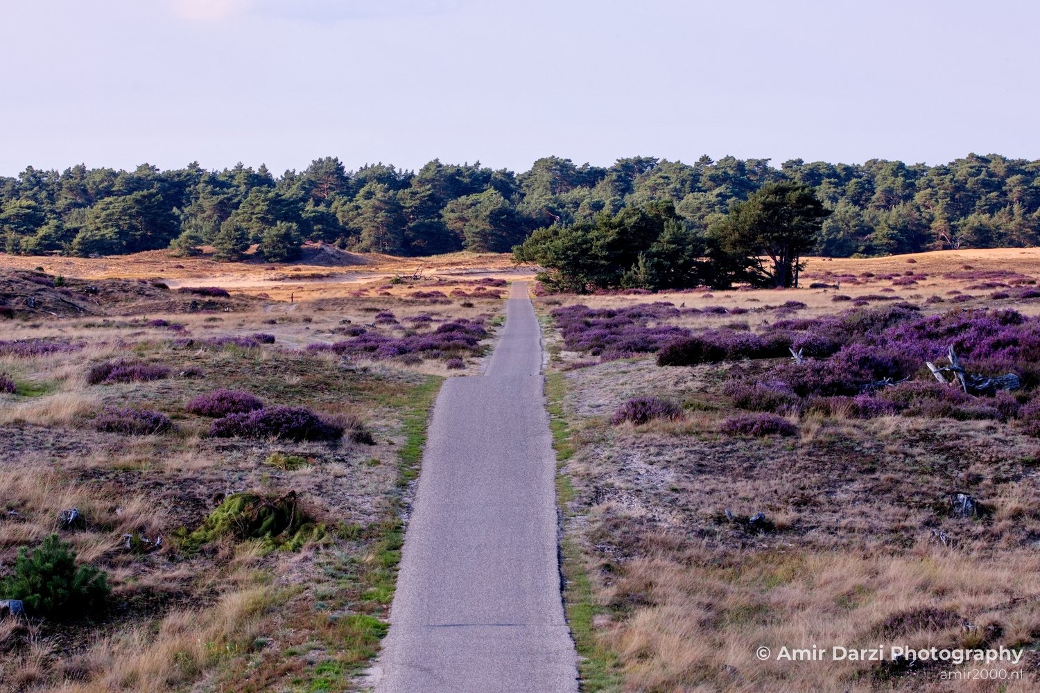 De Hoge Veluwe National Park Gelderland Nederland Dutch nature landscape in De Hoge Veluwe Gelderland Netherlands Photo 48