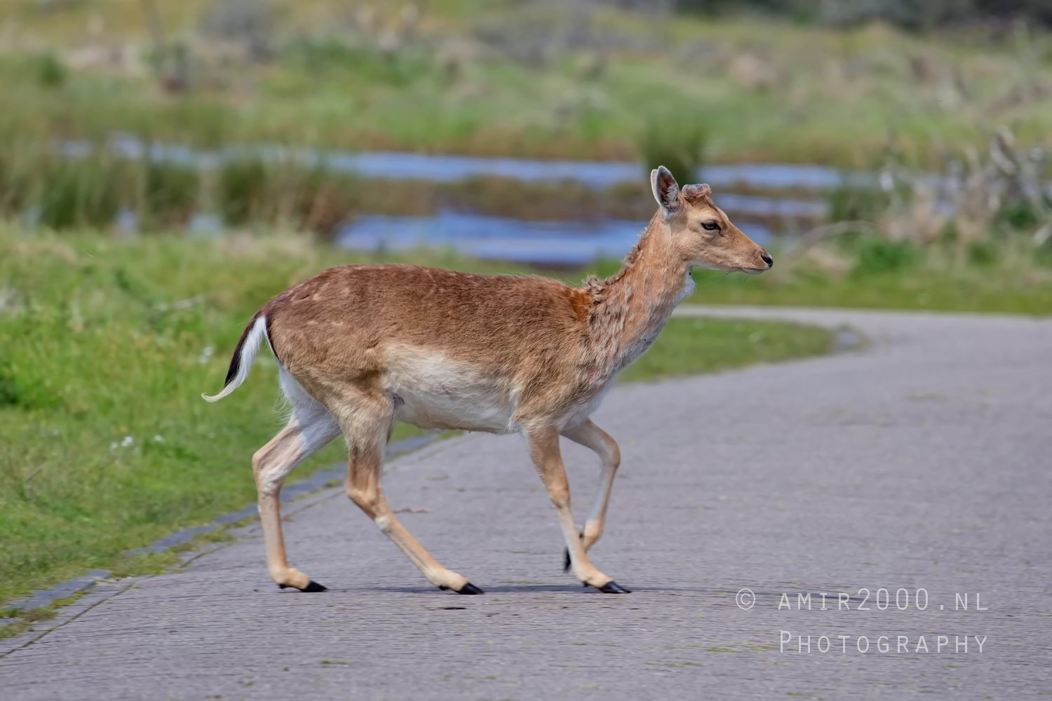 Deer Amsterdamse Waterleidingduinen herten nature Amsterdam Netherlands Landscape Photo 95
