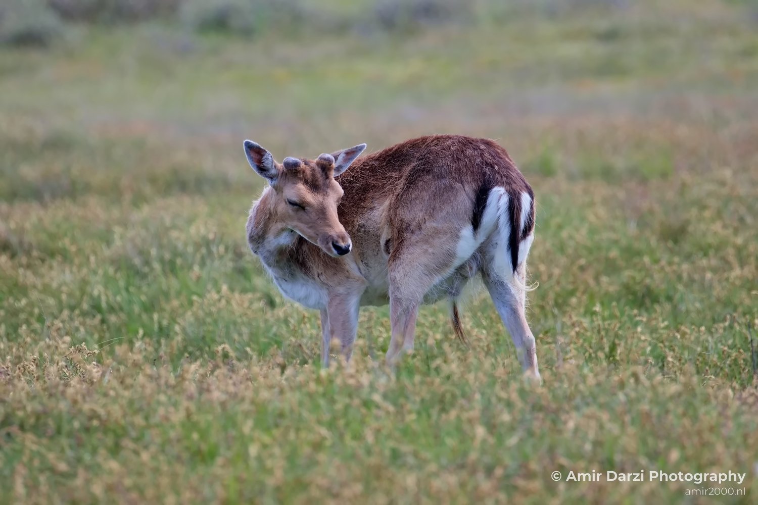Deer Amsterdamse Waterleidingduinen herten nature Amsterdam Netherlands Landscape Photo 100