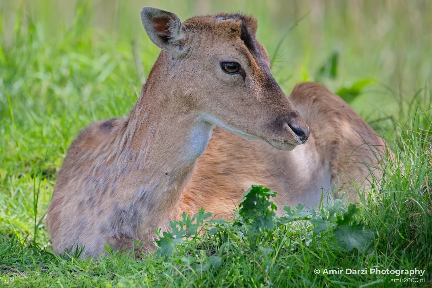Deer Amsterdamse Waterleidingduinen herten nature Amsterdam Netherlands Landscape Photo 106