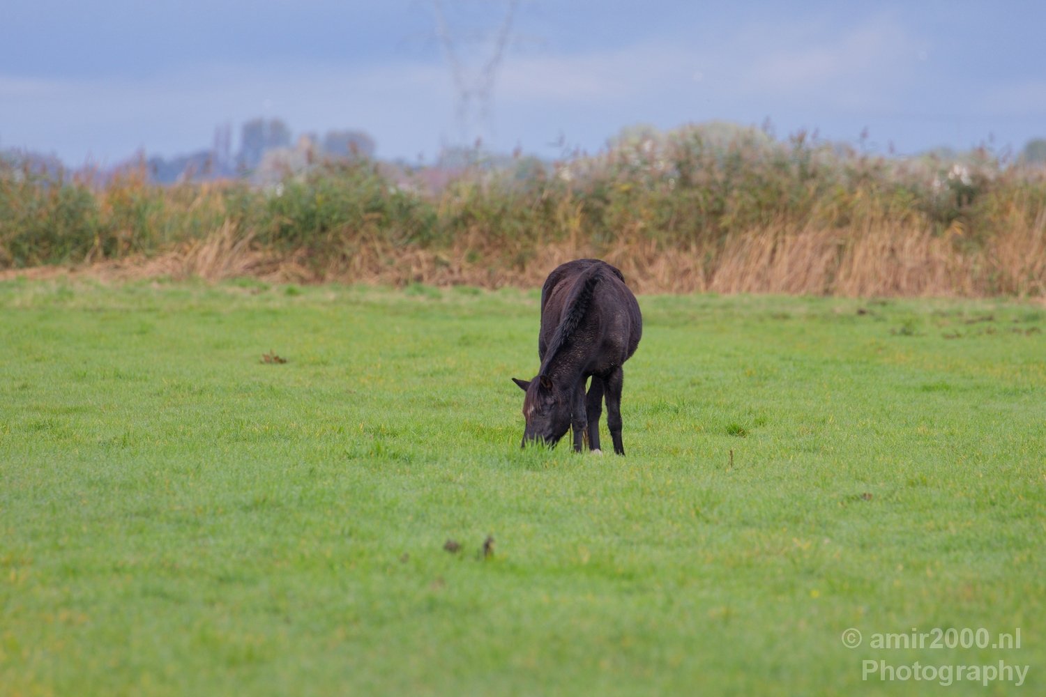 Durgerdam north holland landscape nederland in Durgerdam Netherlands from nature series Photo 13