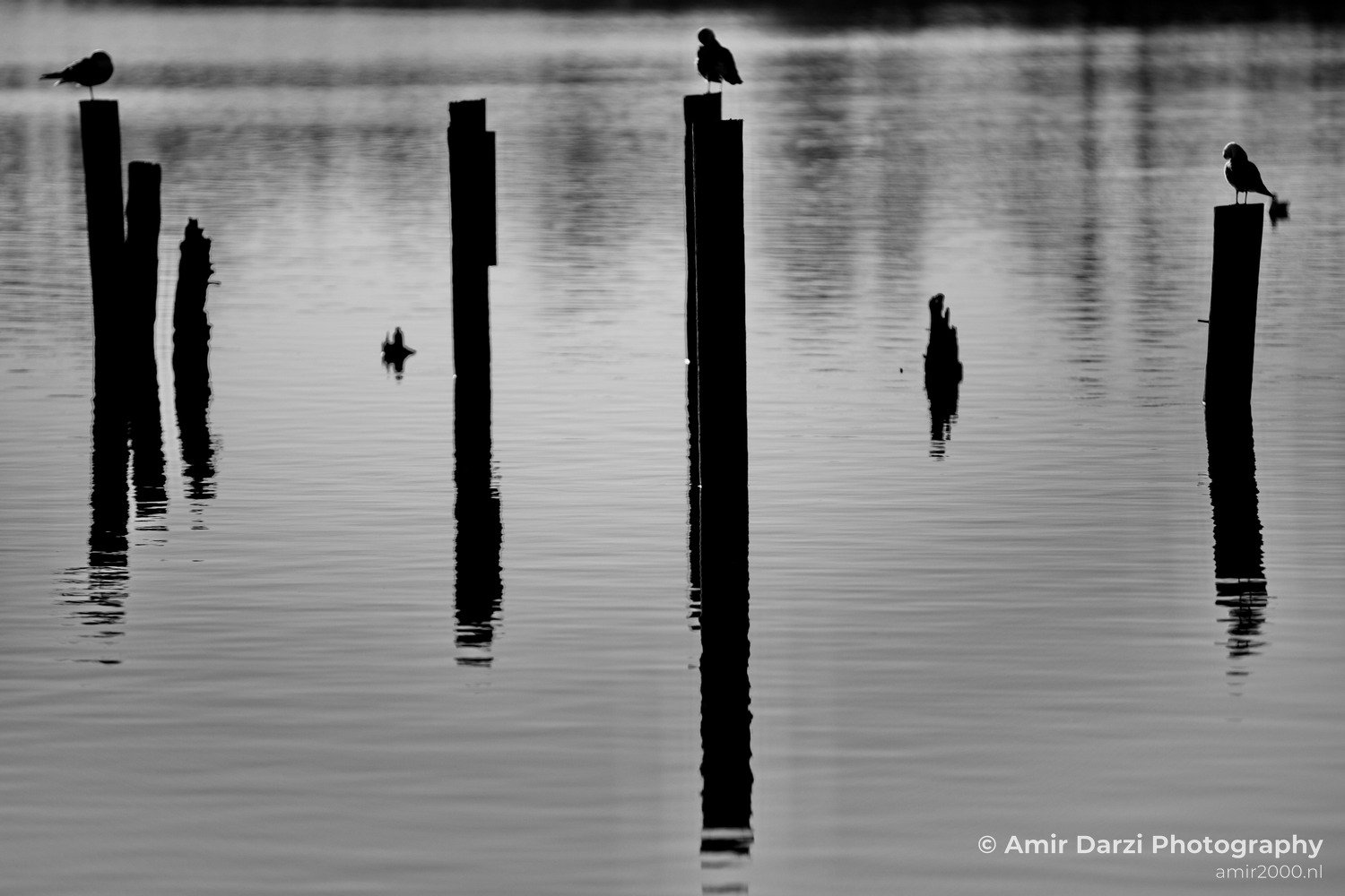 Dutch landscape at Flevopark Nature in Nature Landscape Netherlands Photo 6