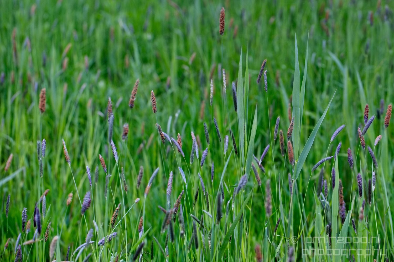 Dutch landscape nederlandse landschap spring lente nature in Nature Landscape Netherlands Photo 17