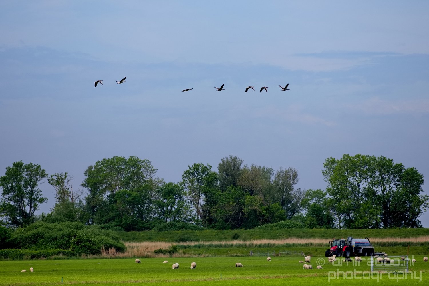 Dutch landscape nederlandse landschap spring lente nature in Nature Landscape Netherlands Photo 45