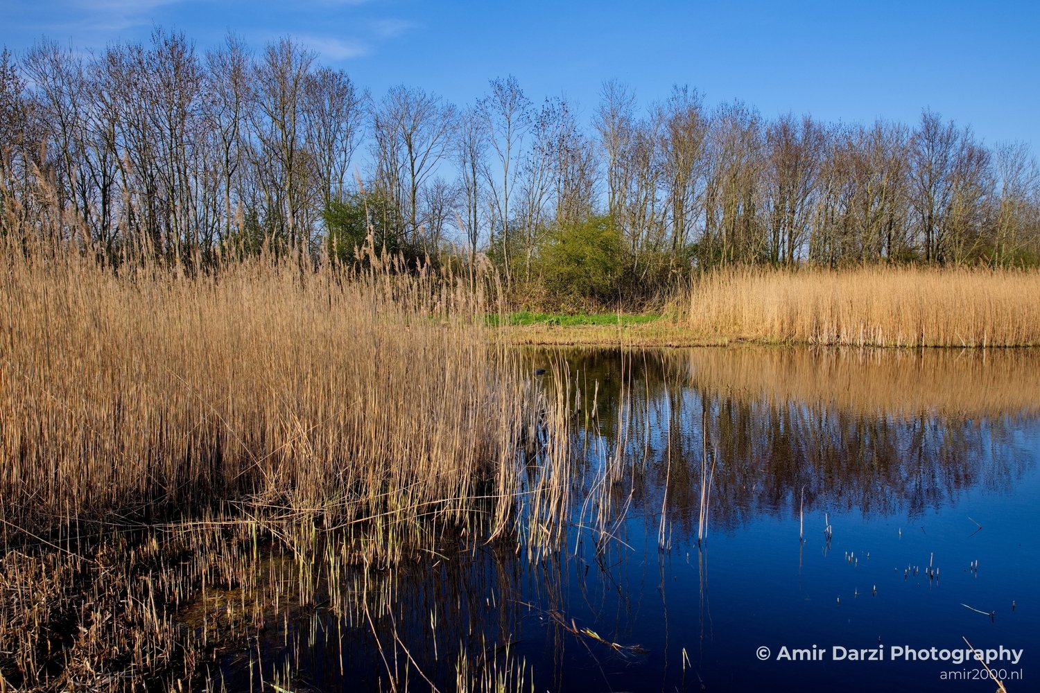 Dutch landscape nederlandse landschap spring lente nature in Nature Landscape Netherlands Photo 117