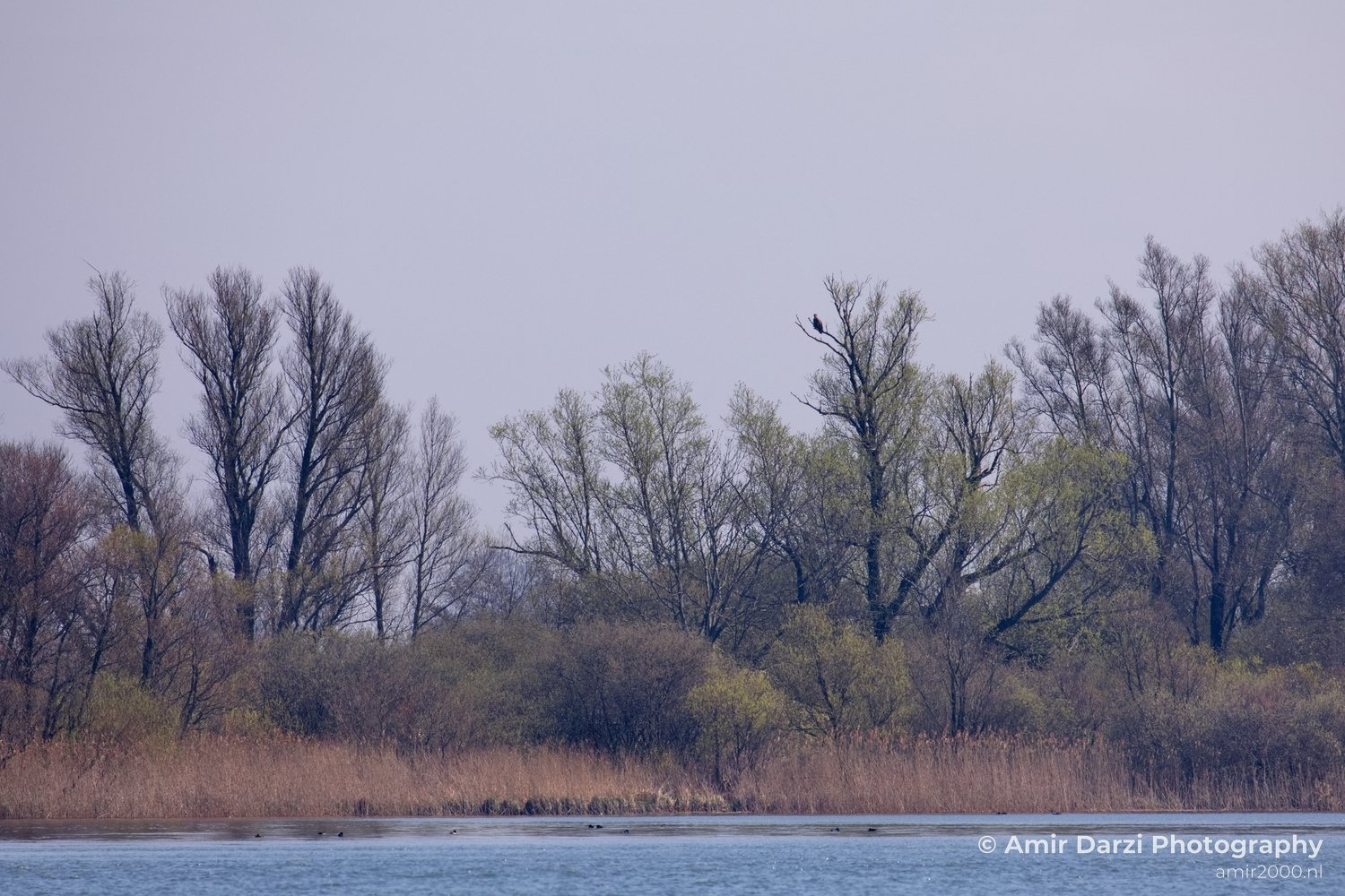 Dutch landscape nederlandse landschap spring lente nature in Nature Landscape Netherlands Photo 125