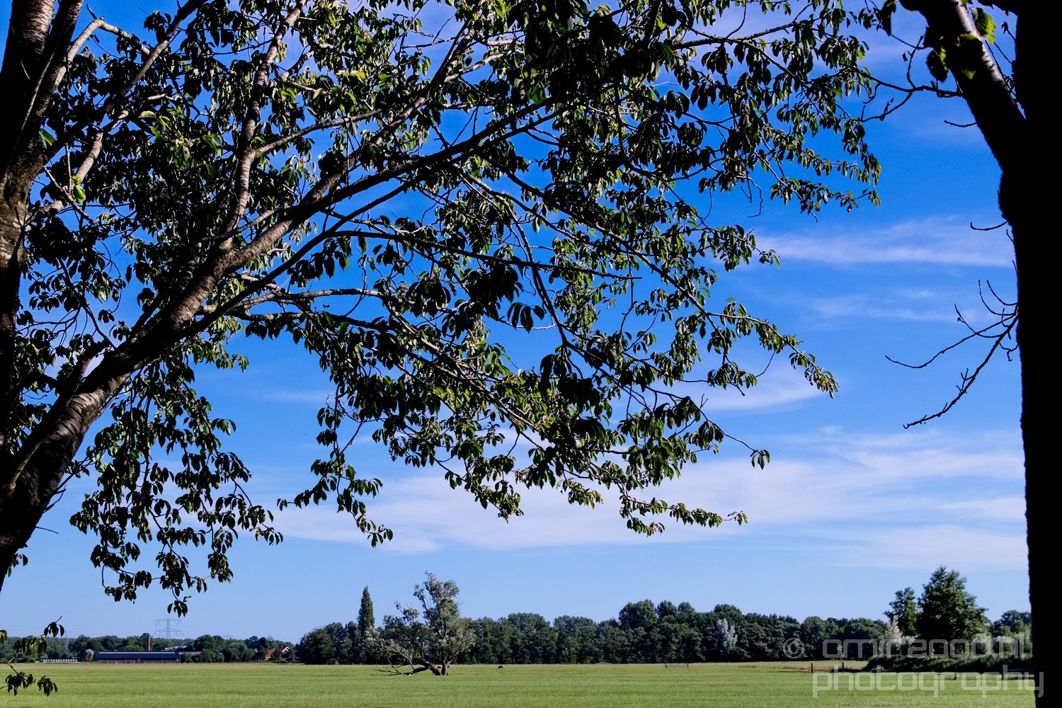 Dutch landscape nederlandse landschap summer Nature in Nature Landscape Netherlands Photo 124