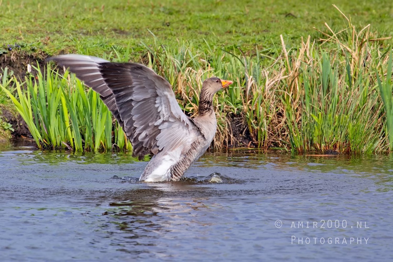 Egyptian Goose Gans nature winter north holland Landscape in Birds Photography Photo 24