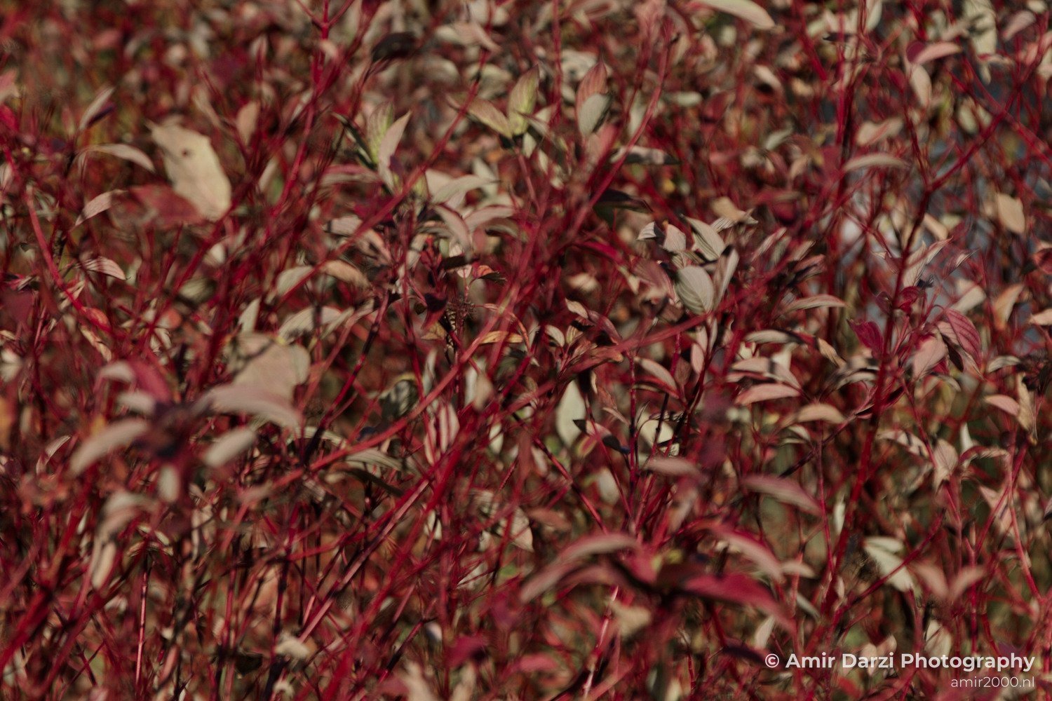 Fall colors Nature Landscape in Nature Landscape Netherlands Photo 1