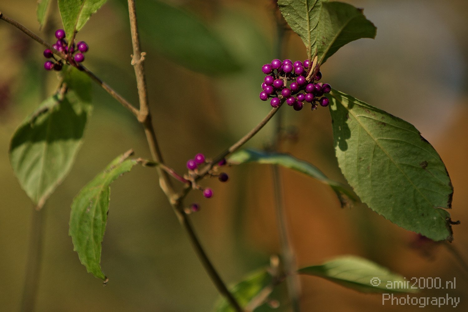 Fall colors Nature Landscape in Nature Landscape Netherlands Photo 13