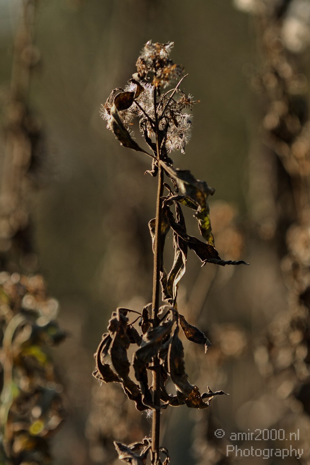 Fall colors Nature Landscape in Nature Landscape Netherlands Photo 17