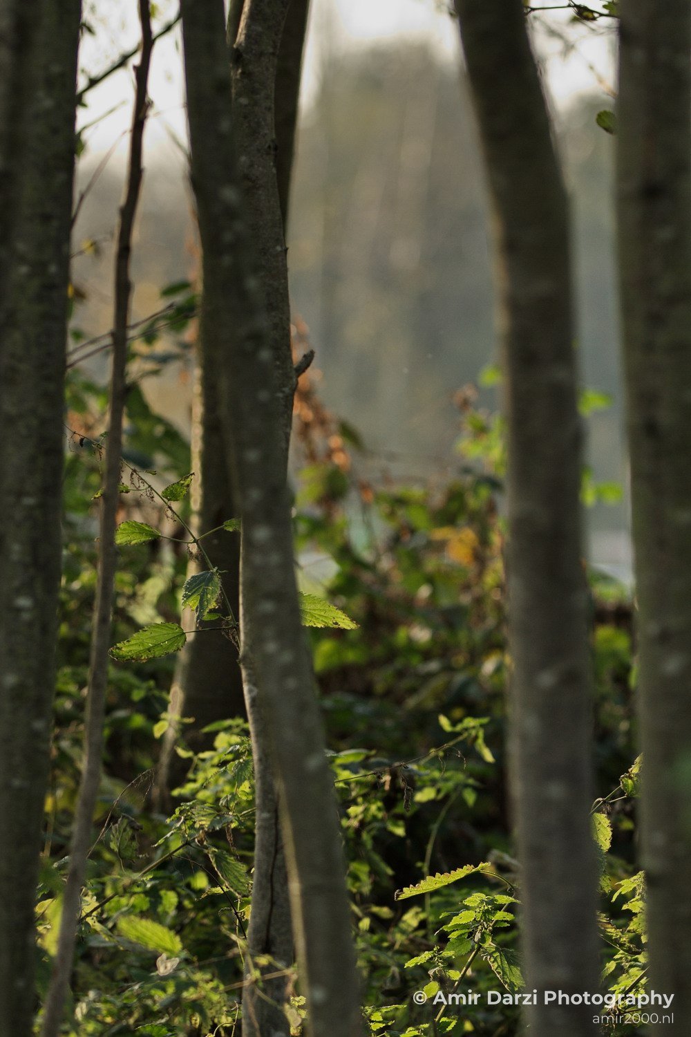 Fall colors Nature Landscape in Nature Landscape Netherlands Photo 49