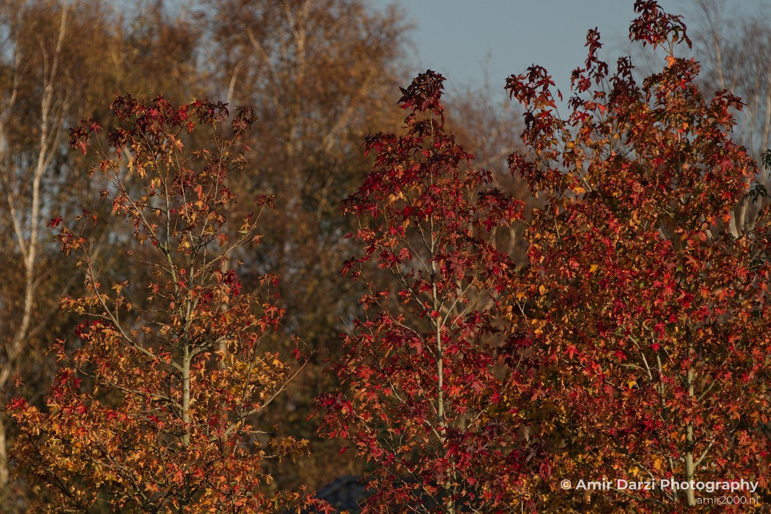 Fall colors Nature Landscape in Nature Landscape Netherlands Photo 53