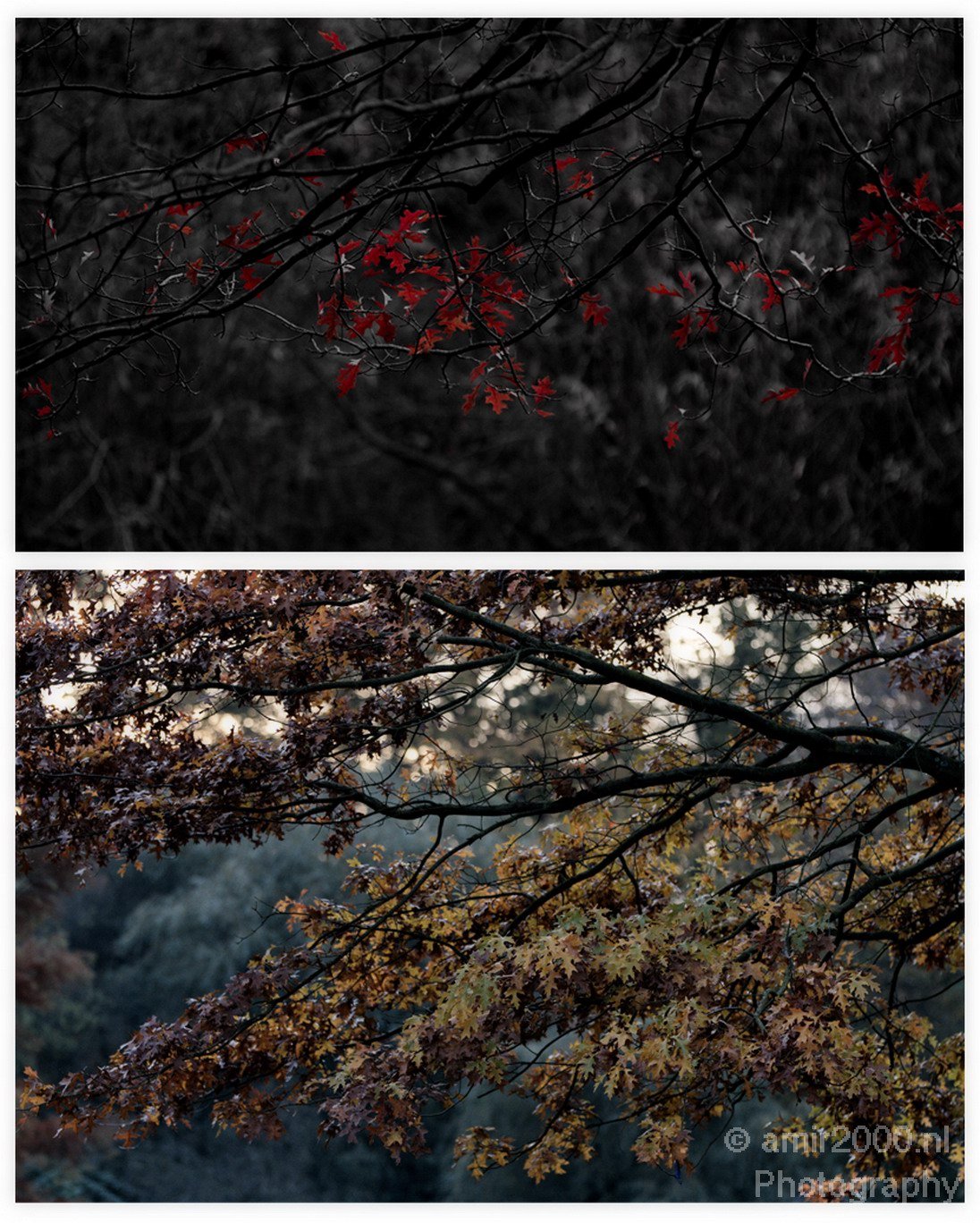 Fall colors Nature Landscape in Nature Landscape Netherlands Photo 66