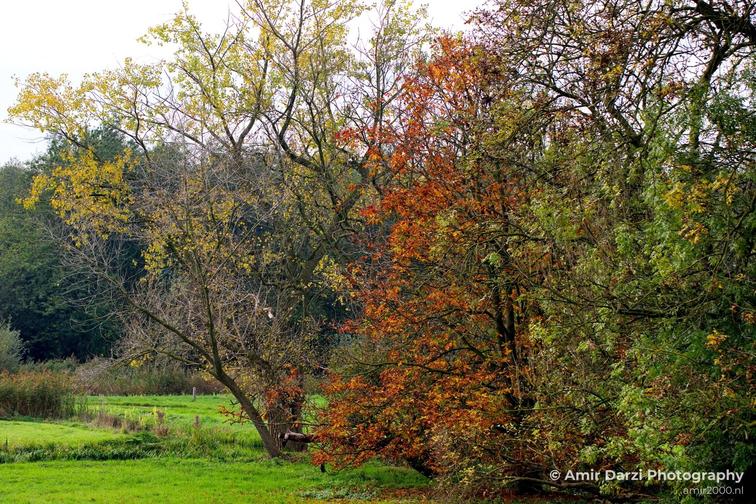 Fall scenery Autumn in Amsterdam nature Netherlands Landscape in Amsterdam Netherlands Photo 30