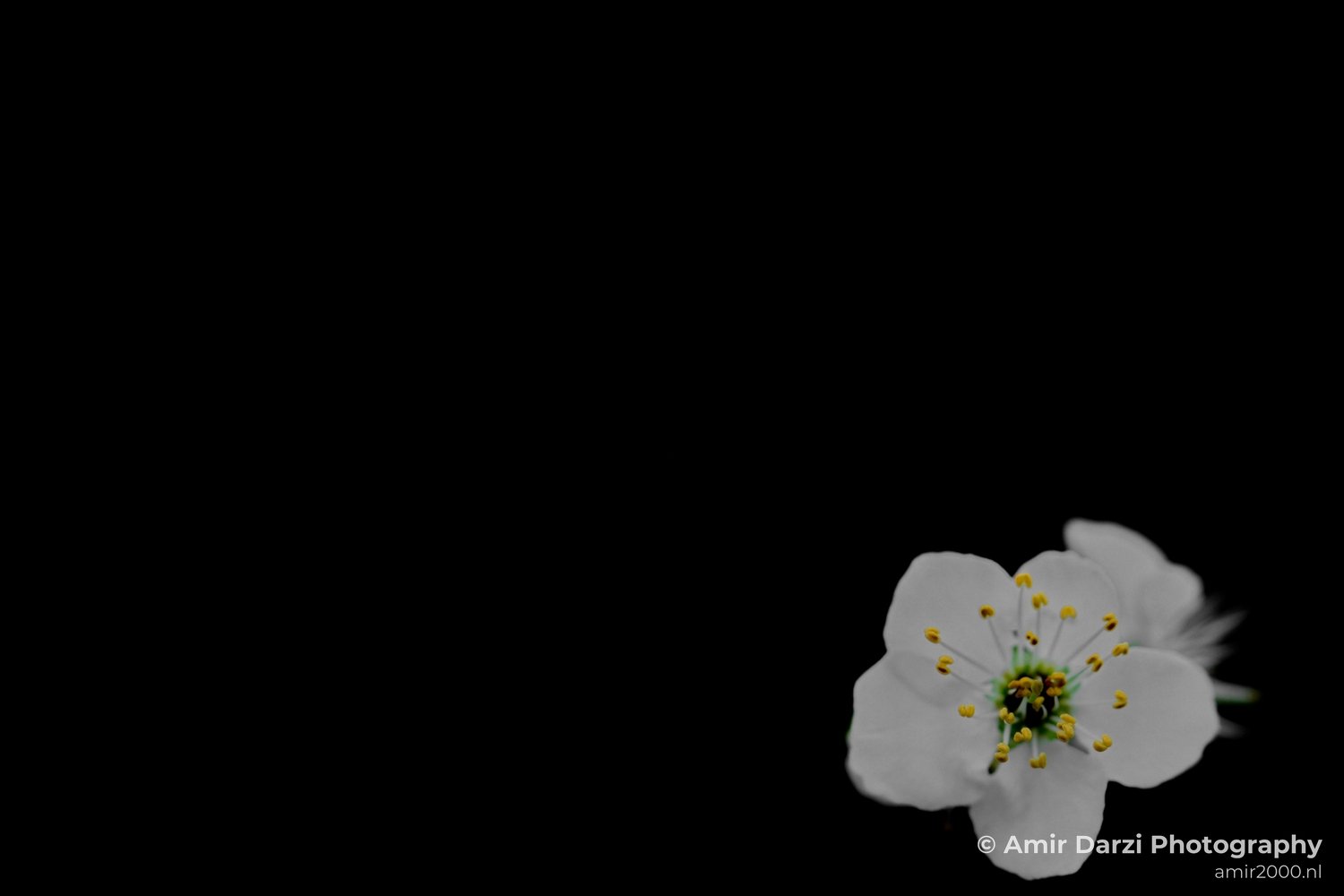 Flower tree blooming nature macro Landscape in Flower Photography Photo 4