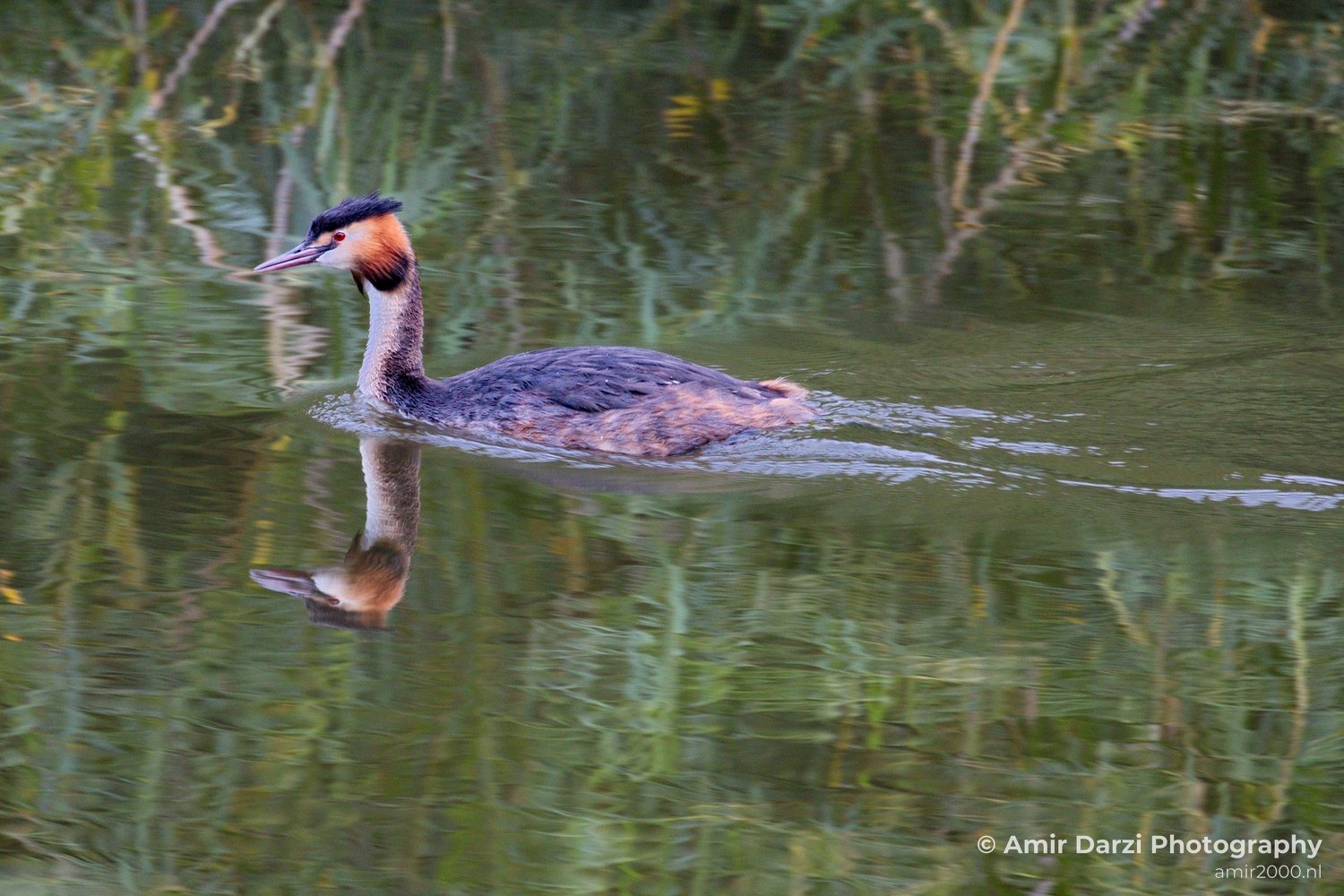Great Crested Grebe nature Landscape in Birds Photography Photo 6