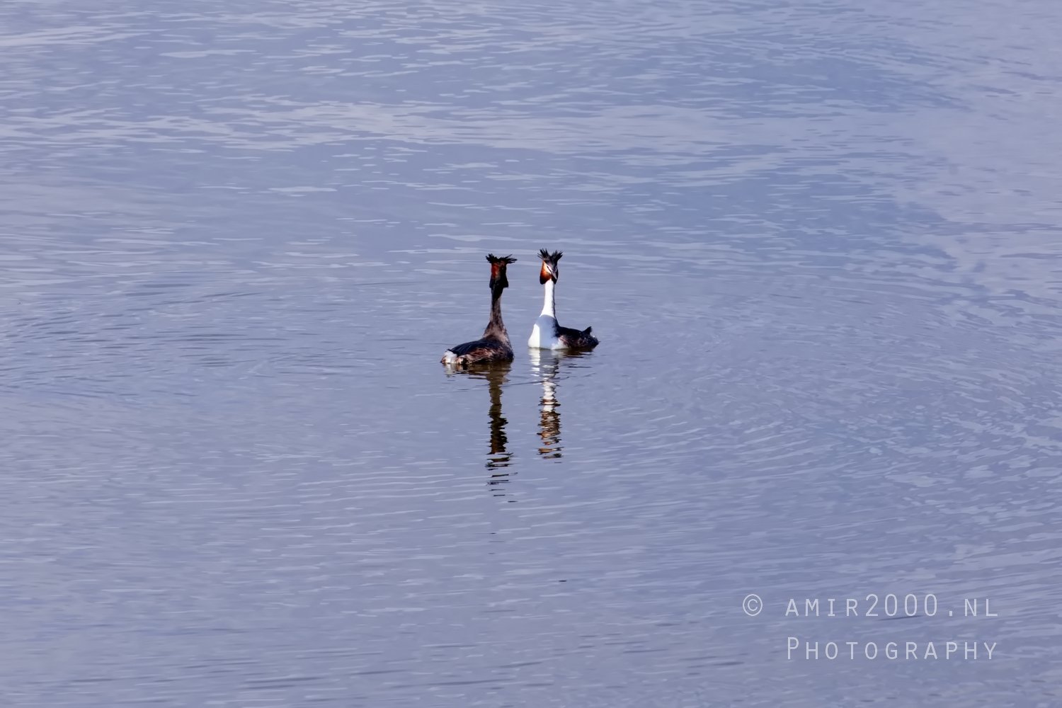 Great Crested Grebe nature Landscape in Birds Photography Photo 28