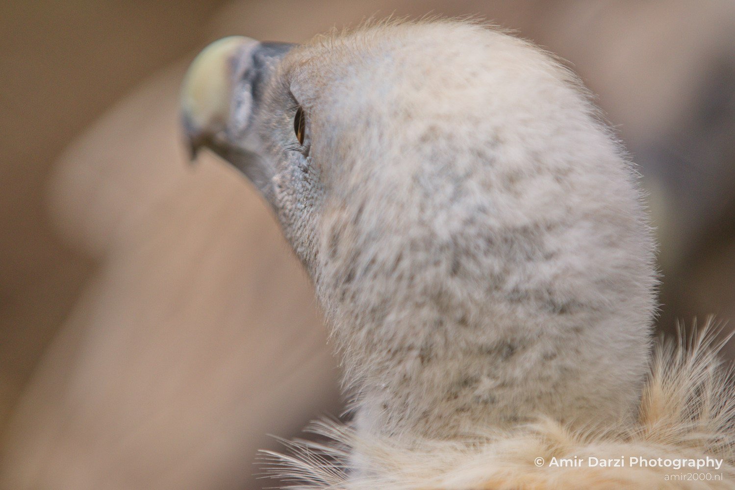Griffon vulture Artis nature Landscape in Birds Photography Photo 2