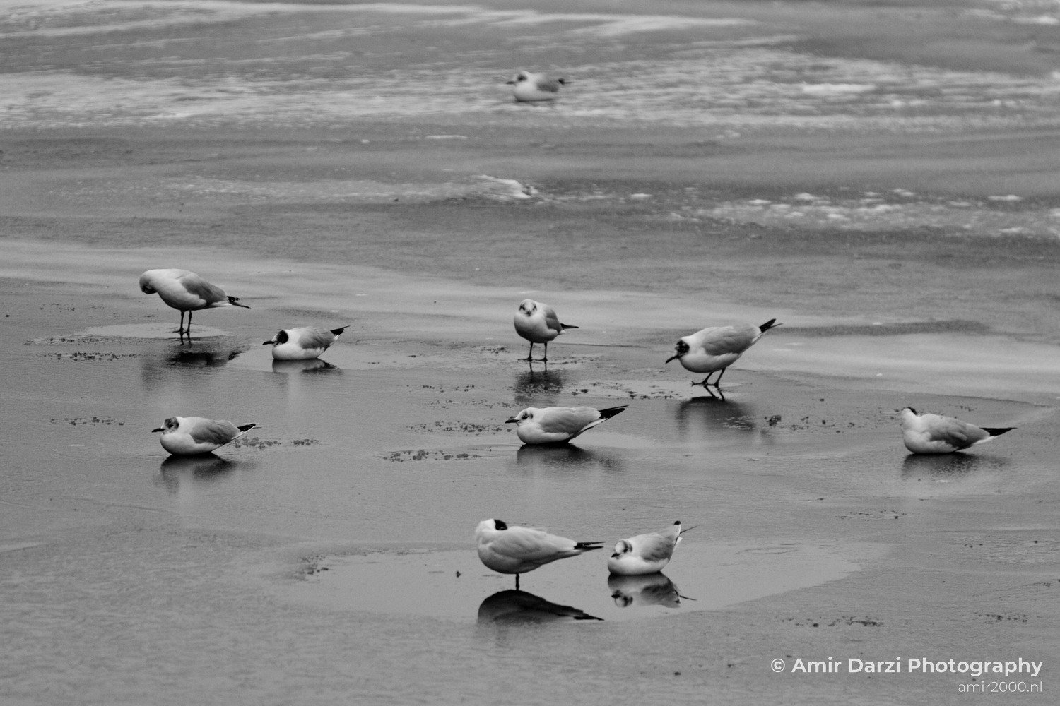 Ice winter scenery Amsterdam nature Netherlands Landscape in Amsterdam Netherlands Photo 6