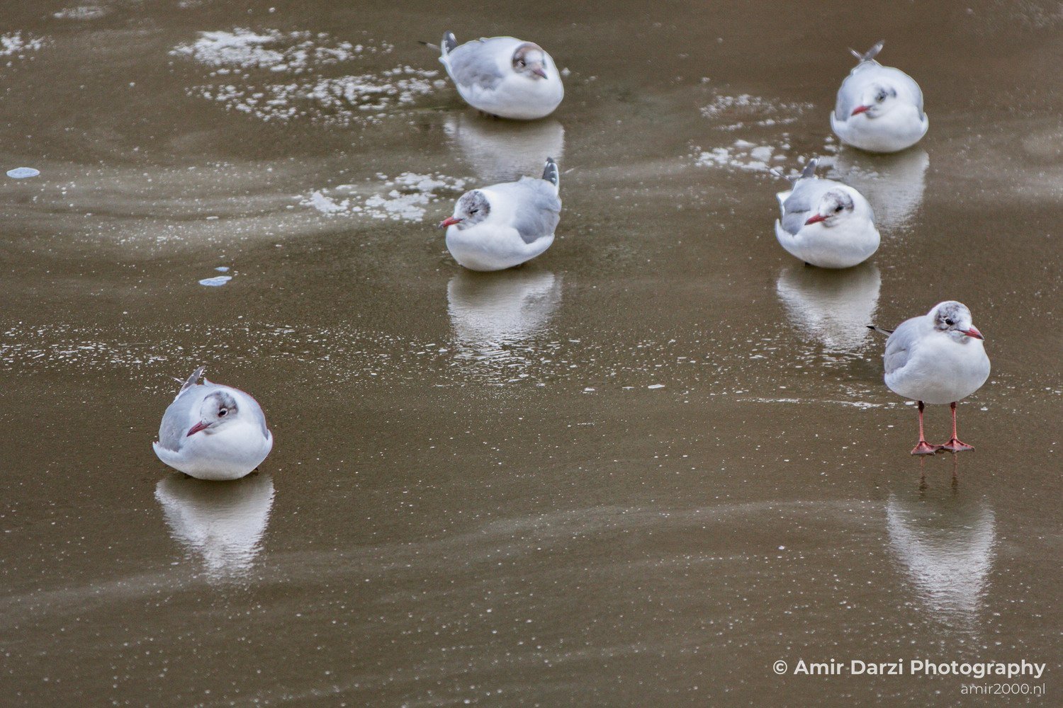 Ice winter scenery Amsterdam nature Netherlands Landscape in Amsterdam Netherlands Photo 7