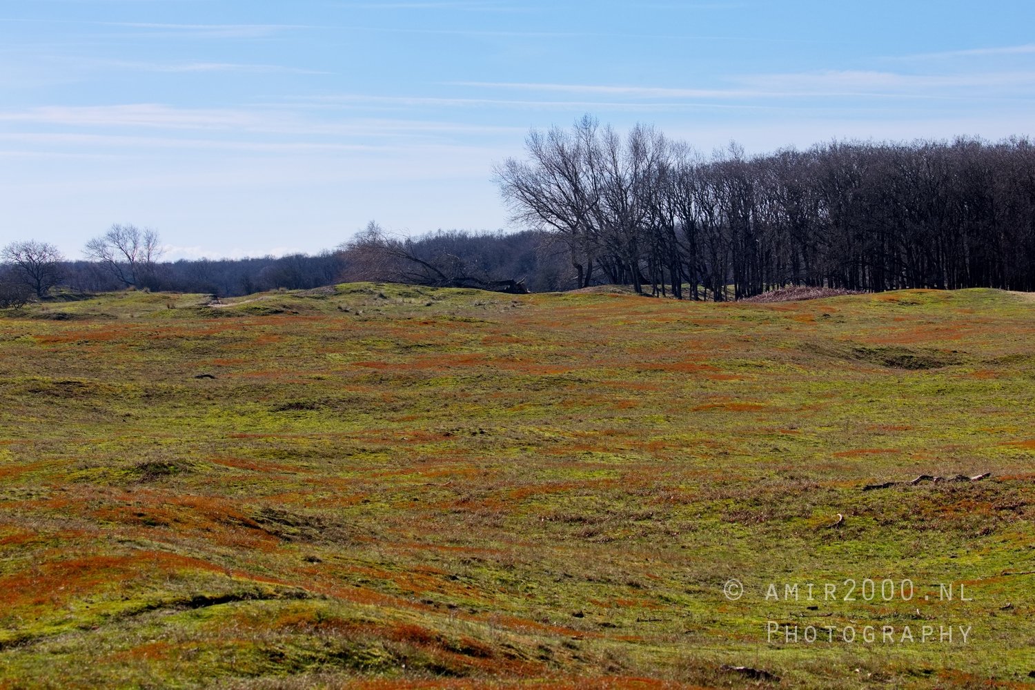 Landscape Amsterdamse Waterleidingduinen nature Amsterdam Netherlands Photo 111