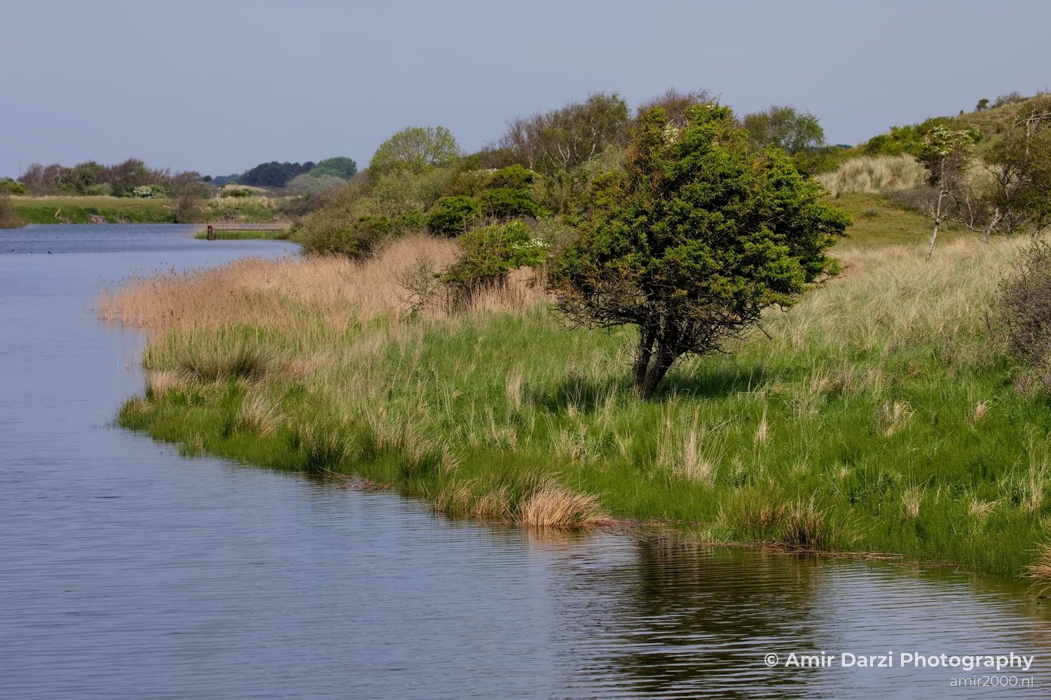 Landscape Amsterdamse Waterleidingduinen nature Amsterdam Netherlands Photo 161