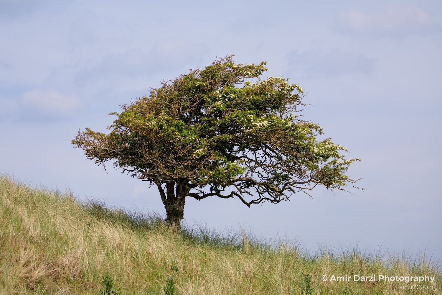 Landscape Amsterdamse Waterleidingduinen nature Amsterdam Netherlands Photo 162