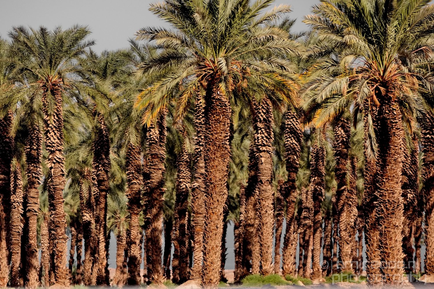 Landscape Nature Dead Sea Israel Desert Photo 135
