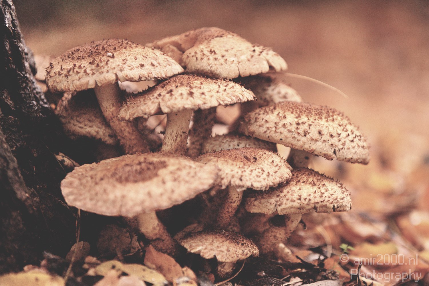 Mushrooms Fall in Amsterdam Autumn nature Netherlands Landscape in Amsterdam Netherlands Photo 1