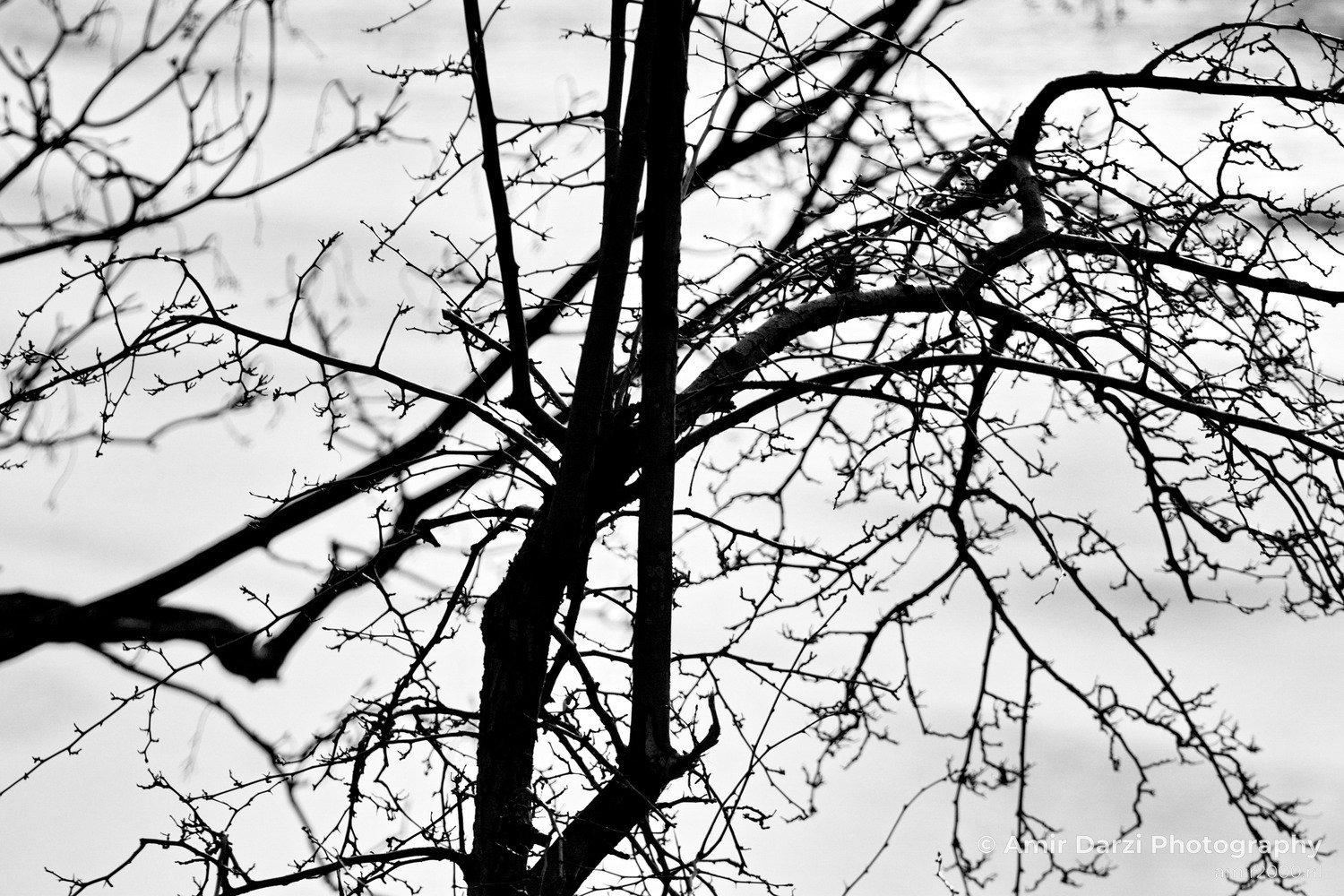 Nature art creation the tree Nature Landscape in Nature Landscape Photography