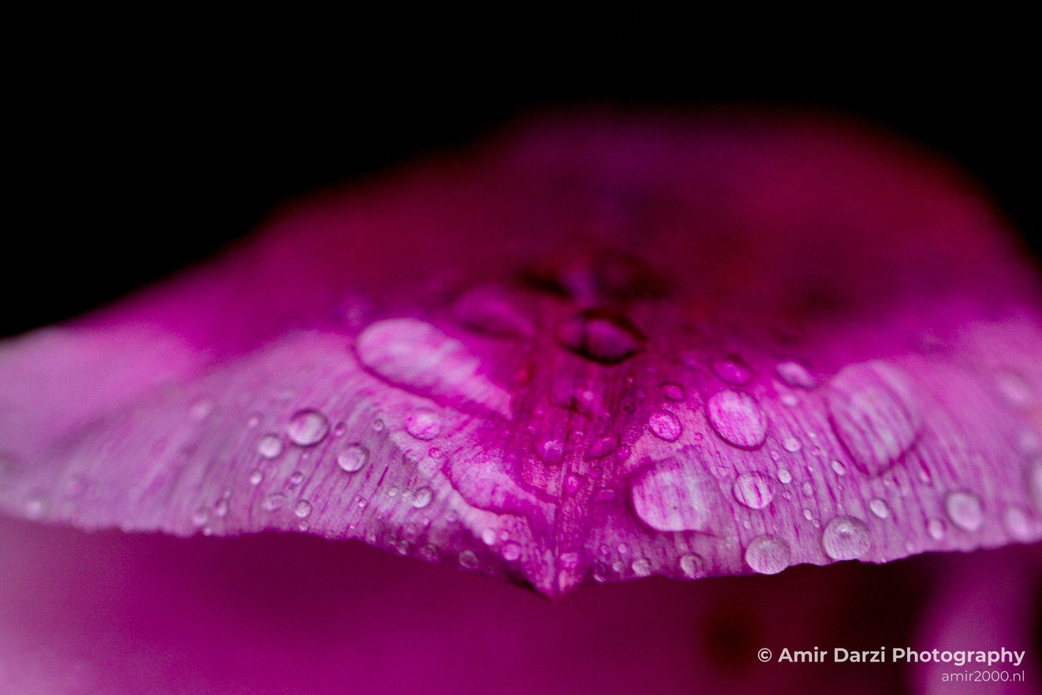 Rain Drops macro nature Landscape in Macro Photography Photo 3