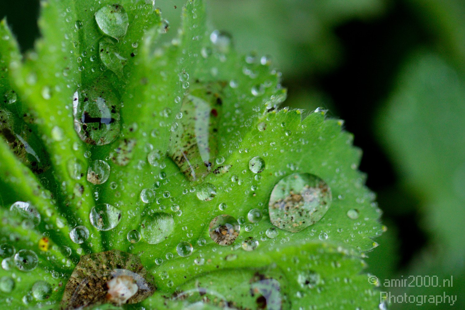 Rain Drops macro nature Landscape in Macro Photography Photo 4
