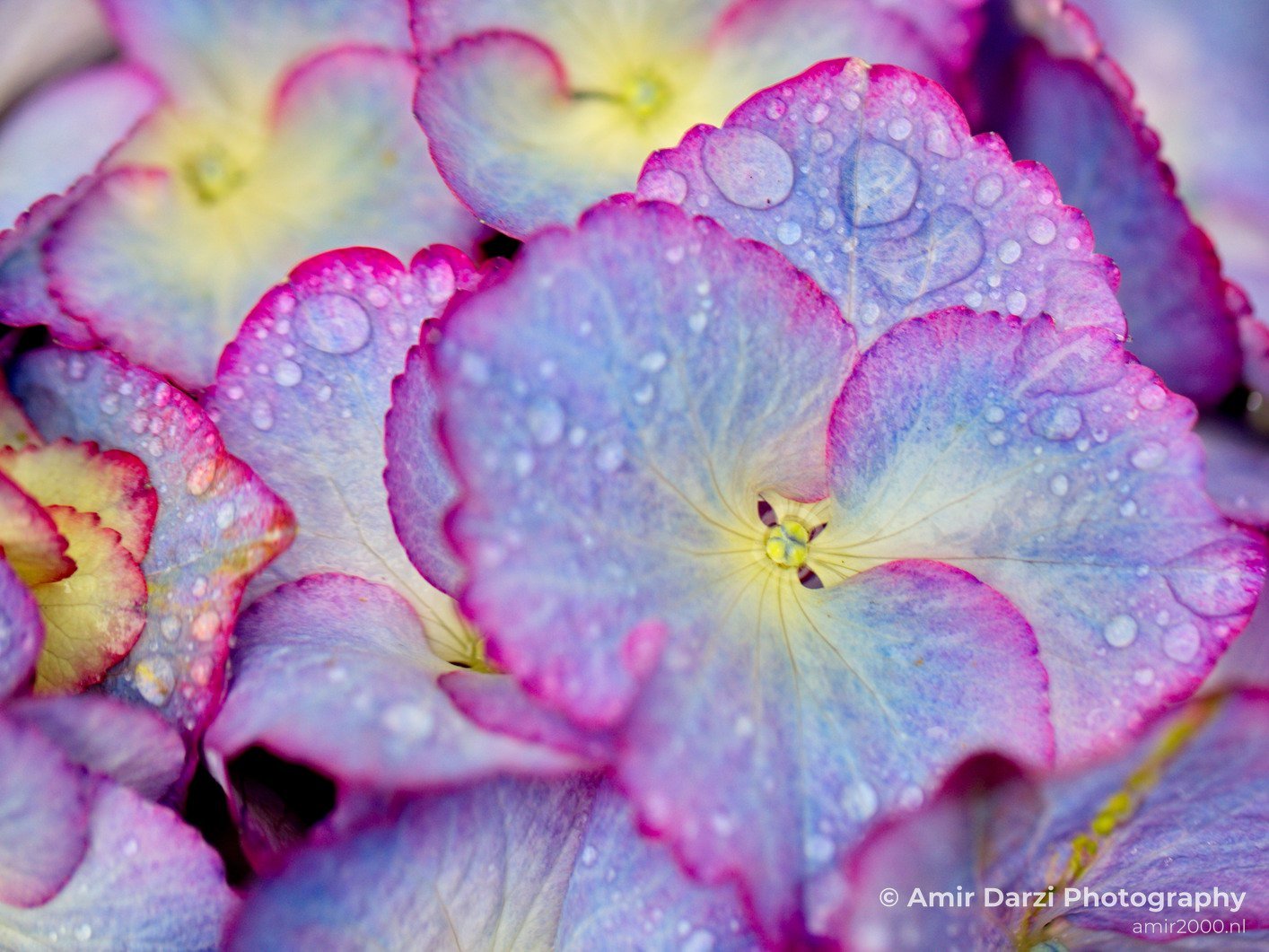 Rain Drops macro nature Landscape in Macro Photography Photo 7