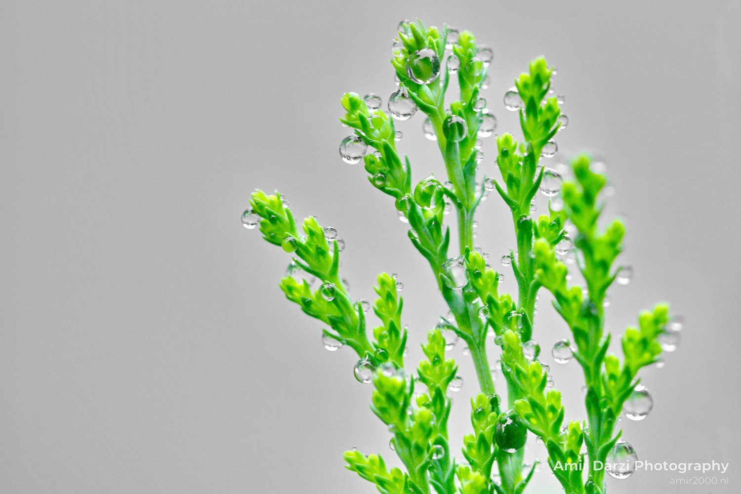 Rain Drops macro nature Landscape in Macro Photography Photo 18